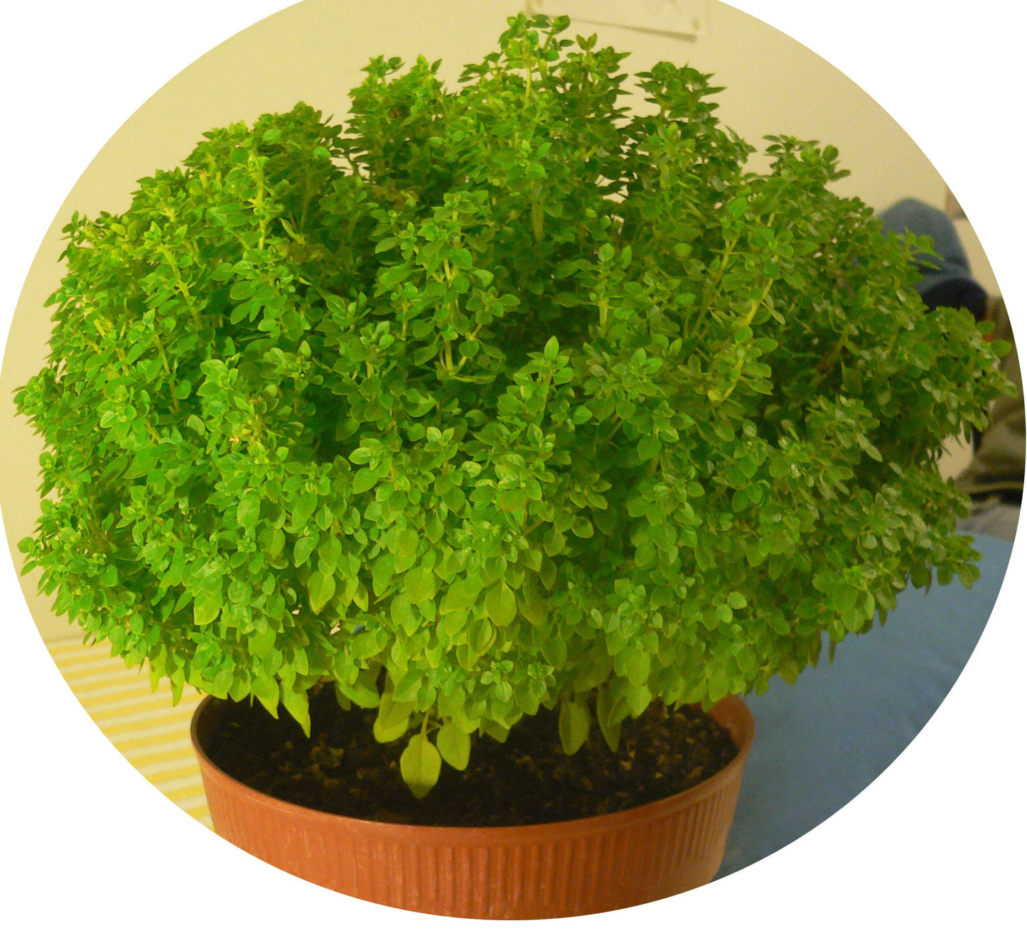 500 DWARF GREEK BASIL Ocimum Basilicum Fragrant Spicy Small Bright Green Leaf Herb Seeds