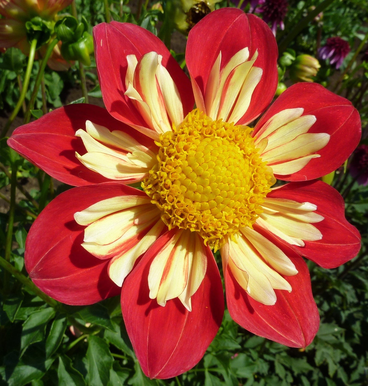 50 MIXED COLLARETTE DAHLIA Variabilis Two Tone Mix of Red Pink Purple White Yellow Maroon Peach Flower Seeds