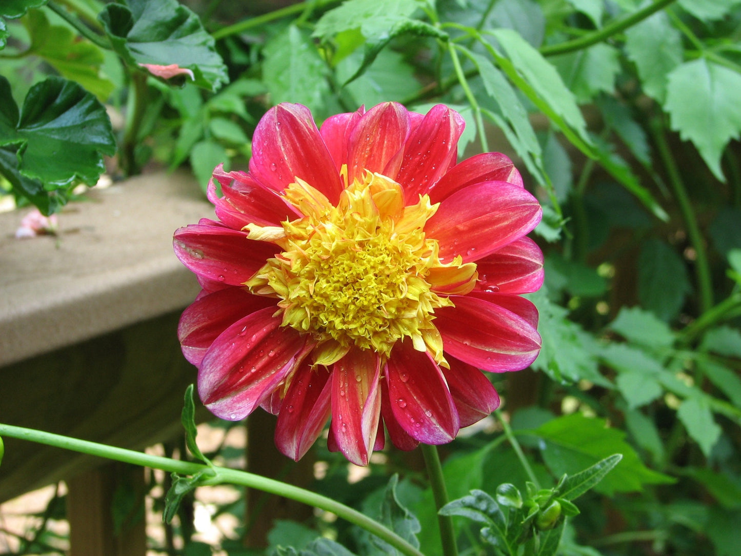 50 MIXED COLLARETTE DAHLIA Variabilis Two Tone Mix of Red Pink Purple White Yellow Maroon Peach Flower Seeds