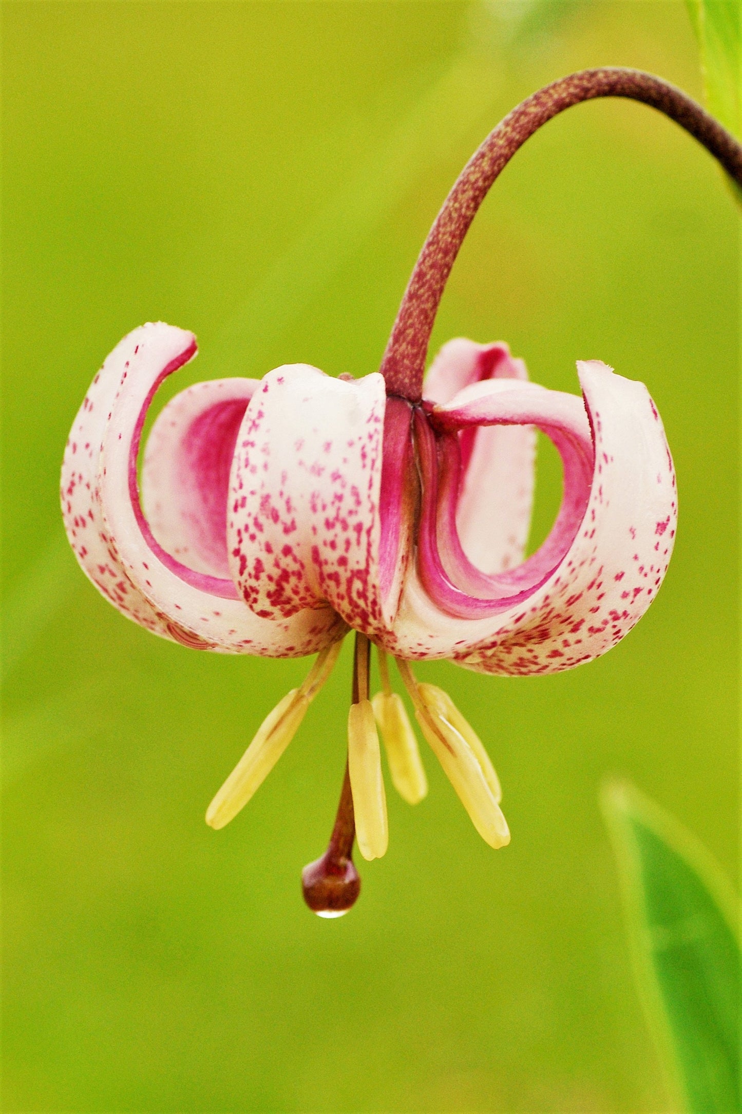 10 Lilium MARTAGON LILY Mixed Color Turk's Cap Lily Red Pink Orange White Yellow Flower Seeds