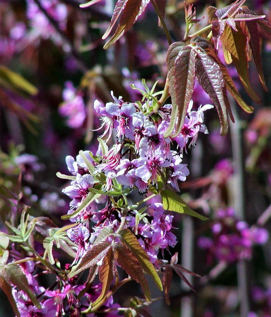 5 MEXICAN BUCKEYE Ungnadia Speciosa Shrub Tree Pink Purple Fragrant Flower Seeds