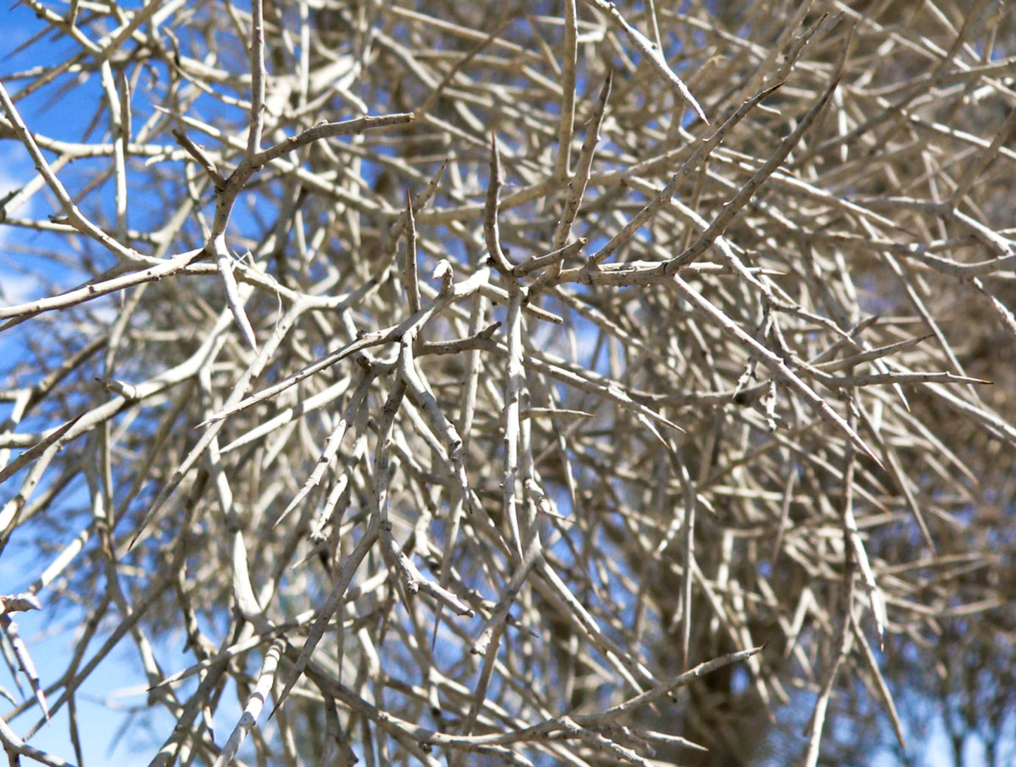 10 DESERT SMOKE TREE Psorothamnus Dalea Spinosa Smokethorn Shrub Smoketree Indigobush Indigo Blue Flower Seeds