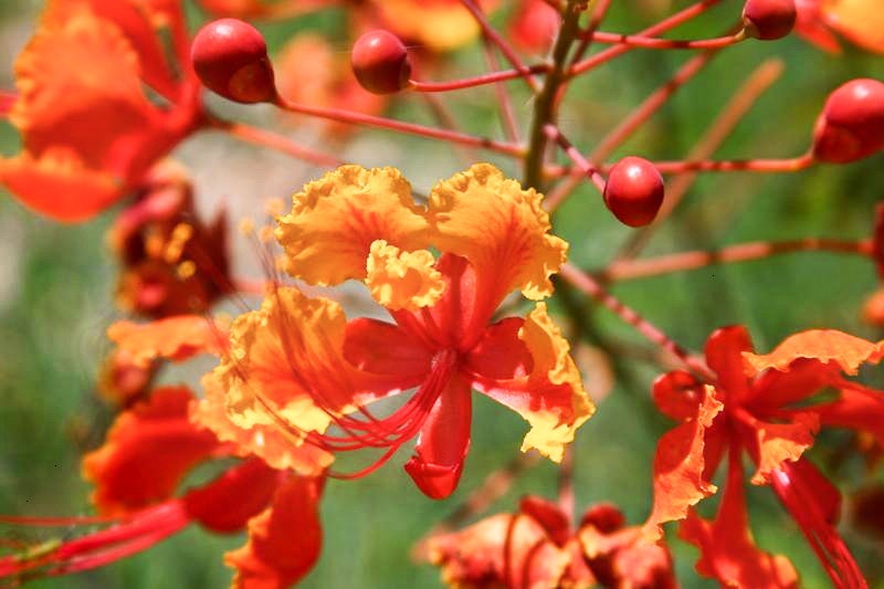 pride of barbados flower seeds 10 RED BIRD Of PARADISE Caesalpinia Pulcherrima aka Pride of Barbados, – Seedville USA