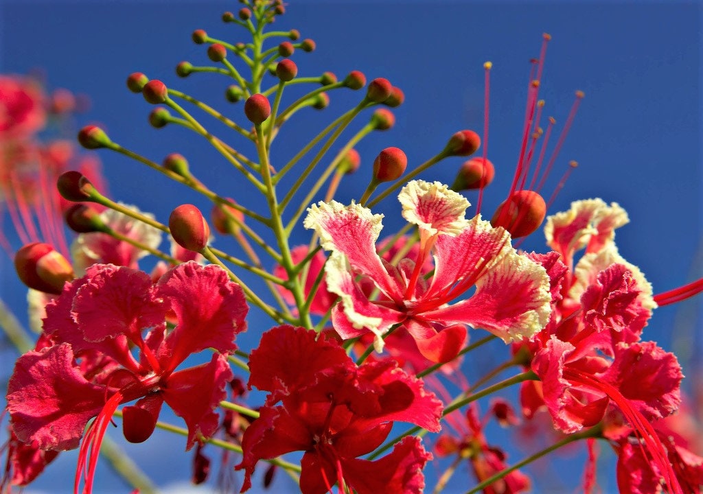 pride of barbados plant seeds 10 RED BIRD Of PARADISE Caesalpinia Pulcherrima aka Pride of Barbados, – Seedville USA
