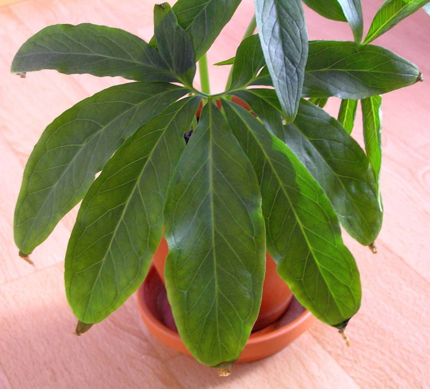 10 Fan-Leaf Chinese GREEN DRAGON Arum Pinellia Pedatisecta Houseplant Shade Flower Seeds