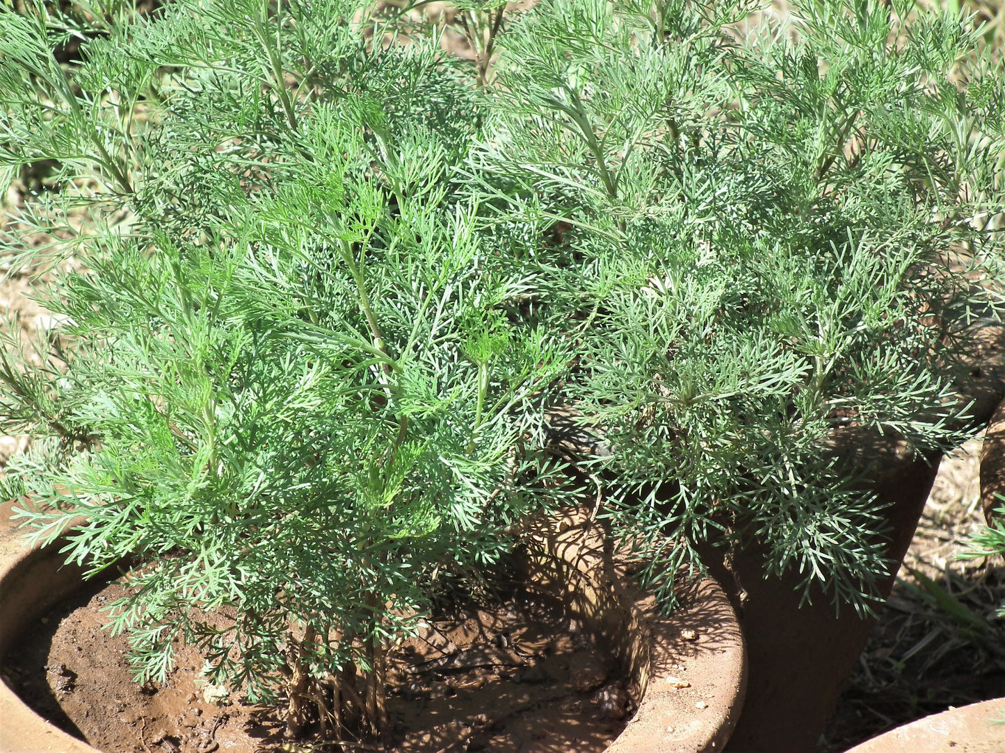 1000 SWEET WORMWOOD Artemisia Annua Sweet Annie Mugwort Sagewort Fragrant Herb Seeds