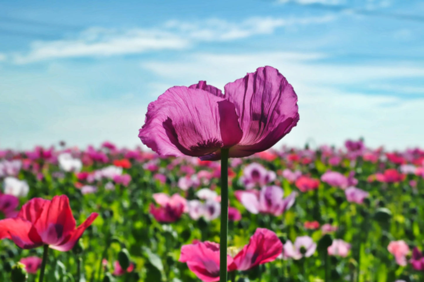 250 AFGHAN Blue POPPY Mixed Colors Papaver Somniferum Pink Purple White Flower Seeds