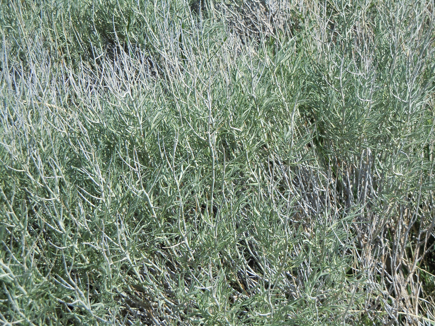 100 RUBBER RABBITBRUSH Chamisa Ericameria Nauseosa Native Desert Shrub Yellow Flower Seeds
