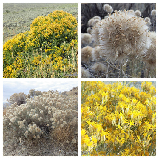 100 RUBBER RABBITBRUSH Chamisa Ericameria Nauseosa Native Desert Shrub Yellow Flower Seeds