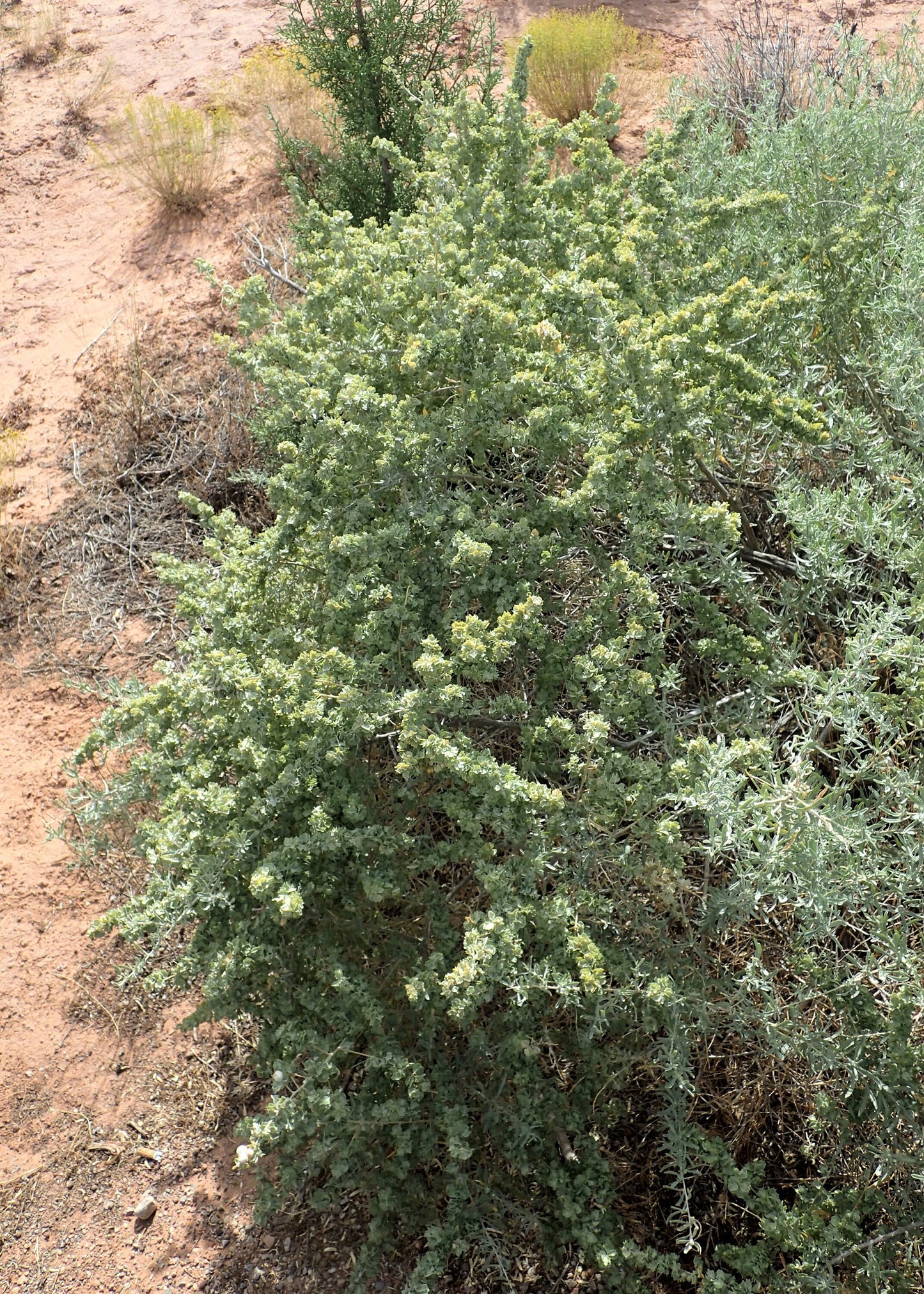 100 FOURWING SALTBRUSH Atriplex Canescens Gray Sage Brush Chamiso Desert Shrub Seeds