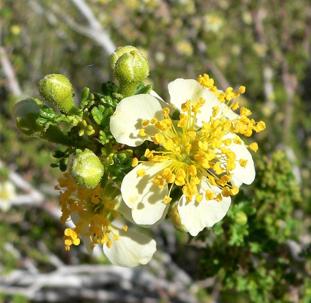 40 STANSBURY CLIFFROSE Purshia Stansburiana Cliff Rose Native Desert Shrub White & Yellow Flower Seeds