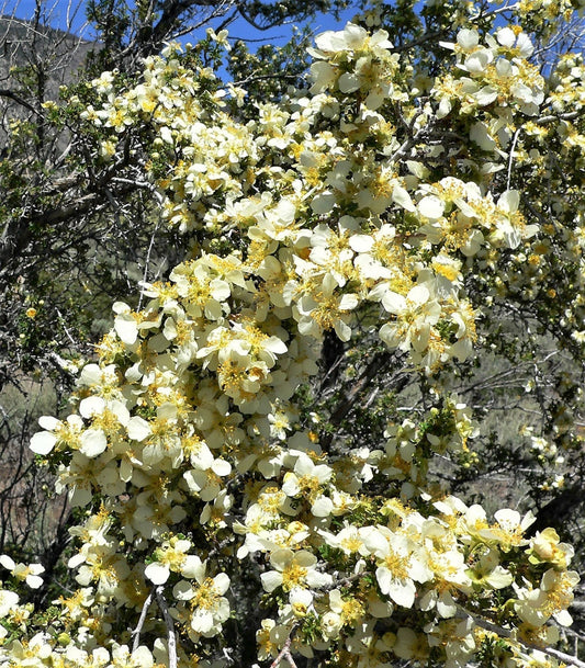 40 STANSBURY CLIFFROSE Purshia Stansburiana Cliff Rose Native Desert Shrub White & Yellow Flower Seeds