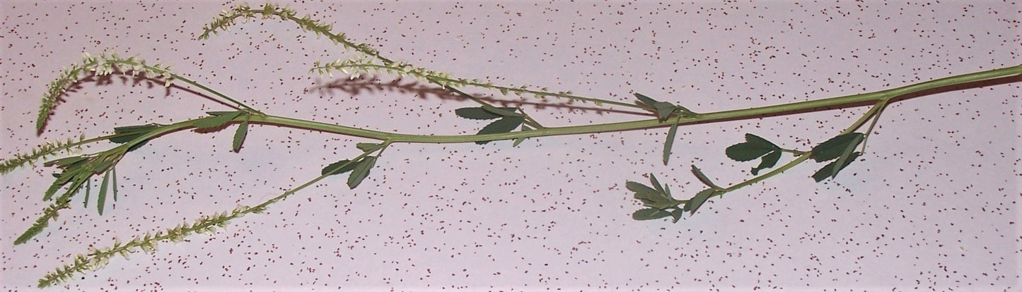 1500 WHITE Blossom SWEET CLOVER Melilotus Officinalis Alba Albus Sweetclover Honey Clover Flower Seeds