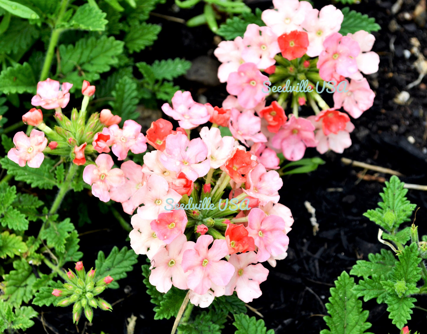 25 ORGANIC Florist PEACH VERBENA Grandiflora Fragrant Groundcover Pink - Apricot Tone Flower Seeds