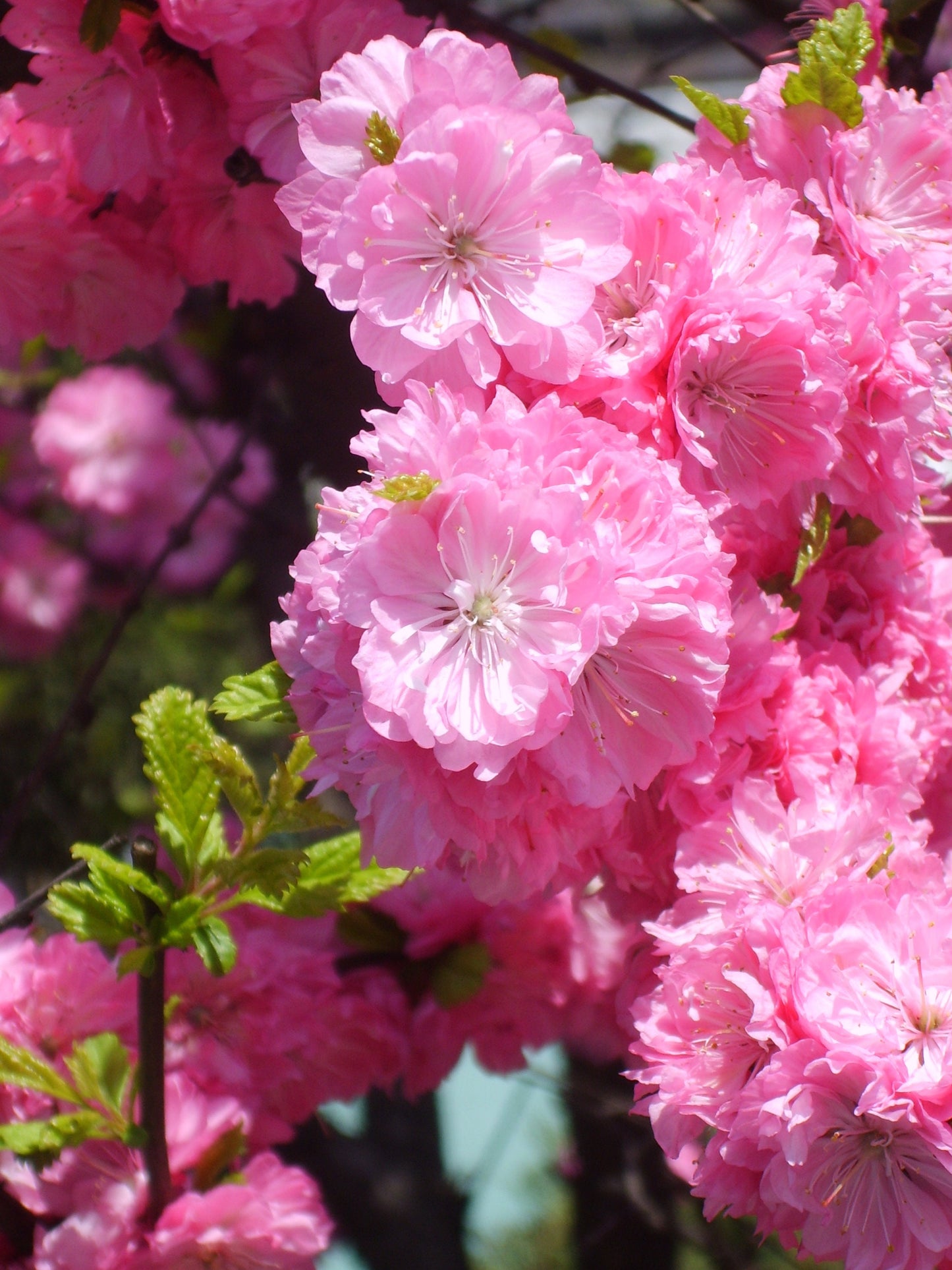 10 FLOWERING ALMOND Prunus Triloba aka Flowering Plum & Rose Tree Fragrant Double Pink Flower Shrub Seeds