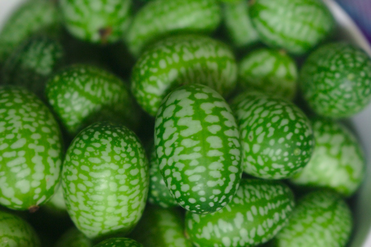 10 CUCAMELON Melothria Scabra Mouse Melon Mexican Gherkin Mini Watermelon Cucumber Fruit Vine Seeds