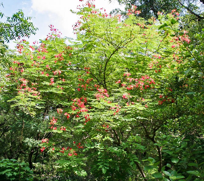 10 RED BIRD Of PARADISE Caesalpinia Pulcherrima aka Pride of Barbados, Dwarf Poinciana, Peacock Flower Seeds
