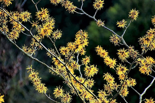 25 American WITCH HAZEL Hamamelis Virginiana Alder Shrub Tree Yellow Flower Seeds