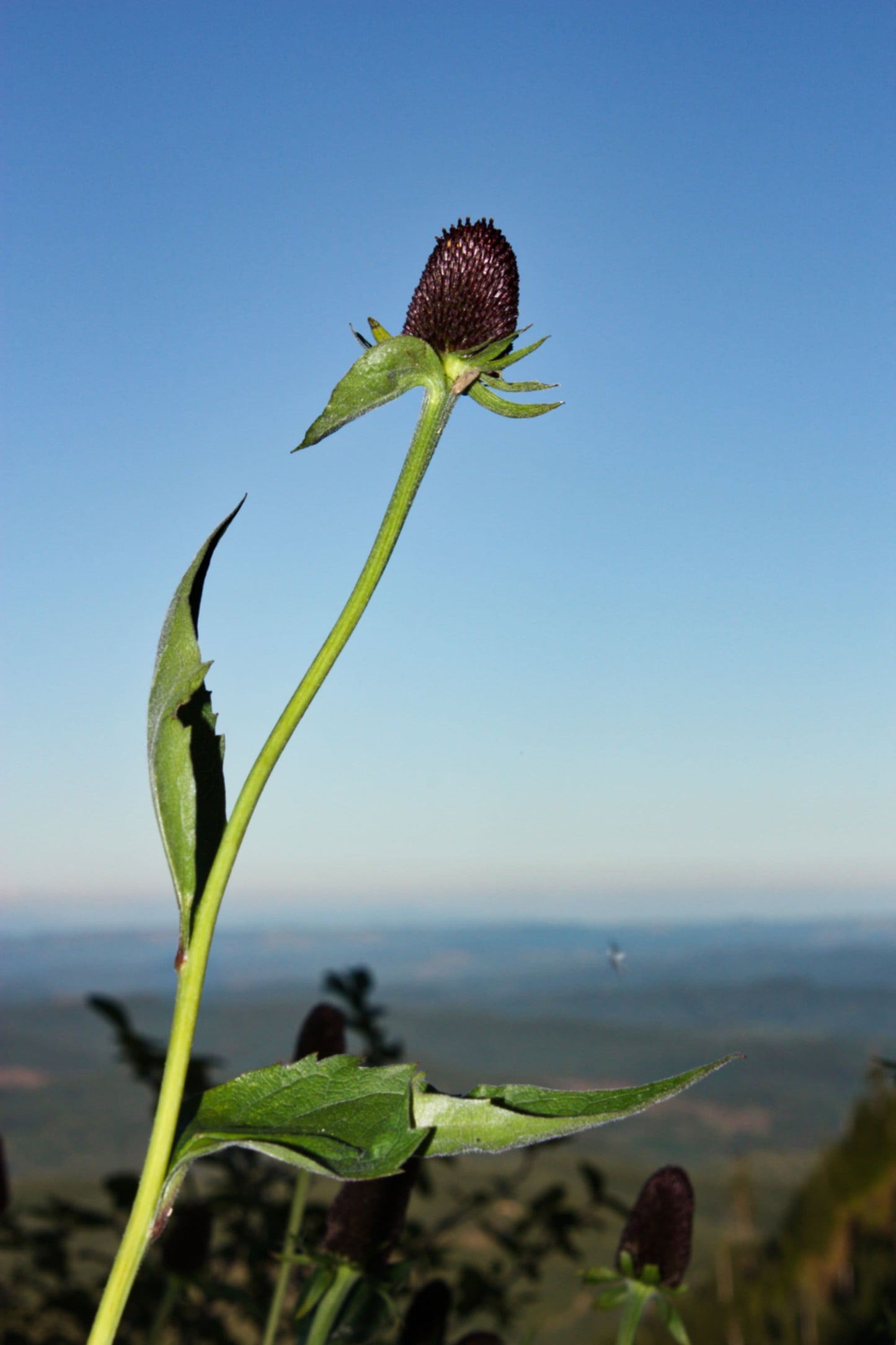 30 WESTERN CONEFLOWER Rudbeckia Occidentalis Green Wizard aka Rayless Naked Chocolate Black Flower Herb Seeds