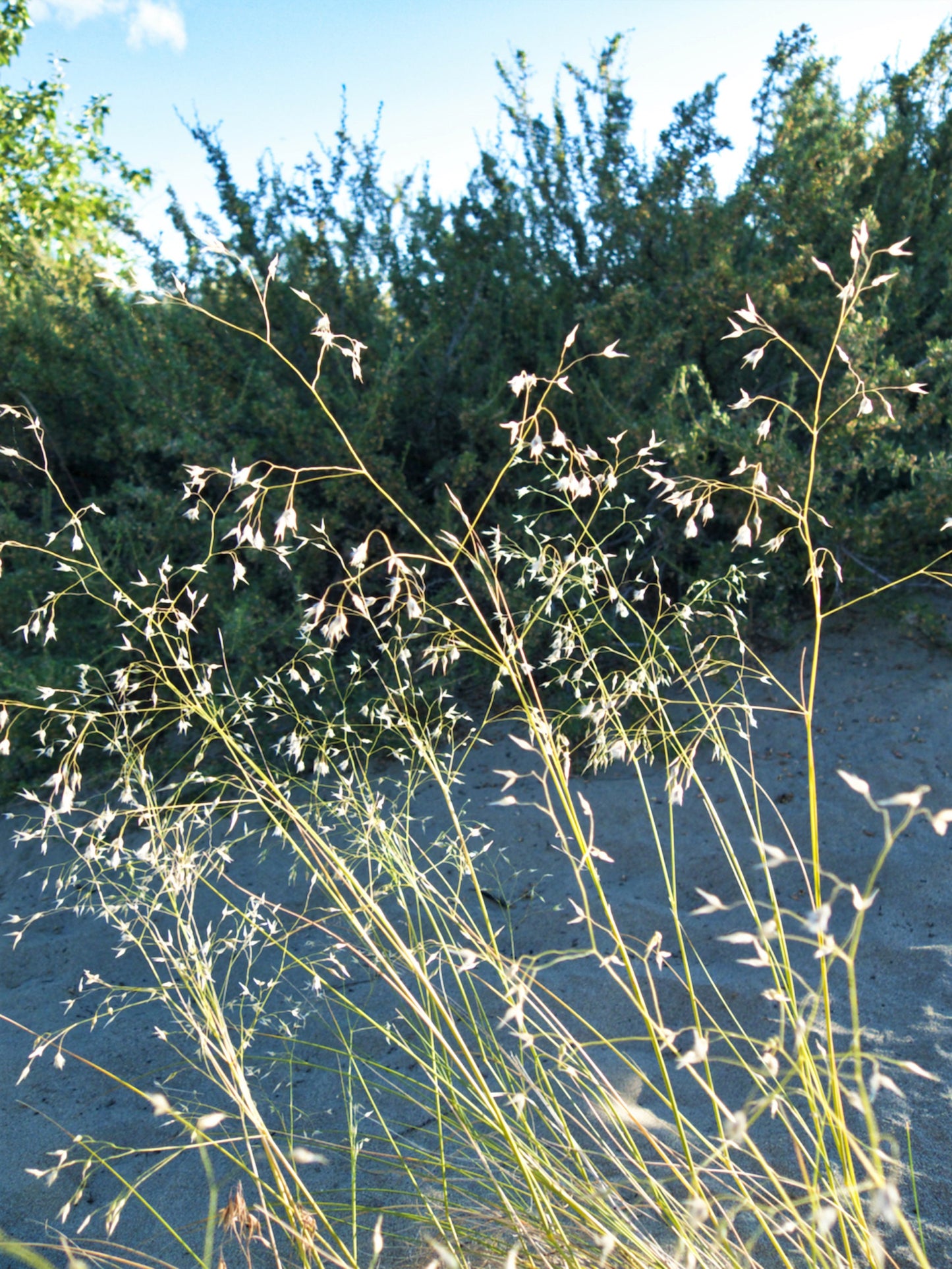 500 INDIAN RICEGRASS Nezpar Oryzopsis Hymenoides Stipa Sand Rice Grass Millet Grain Seeds