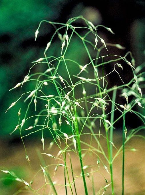 Indian Rice Grass