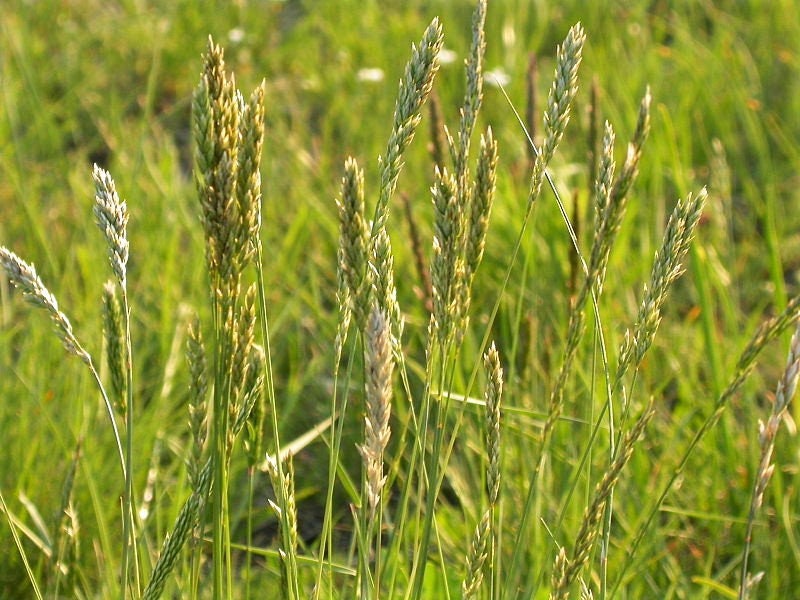 500 MUTTONGRASS Poa Fendleriana Eragrostis Mutton Grass Bluegrass Native Seeds