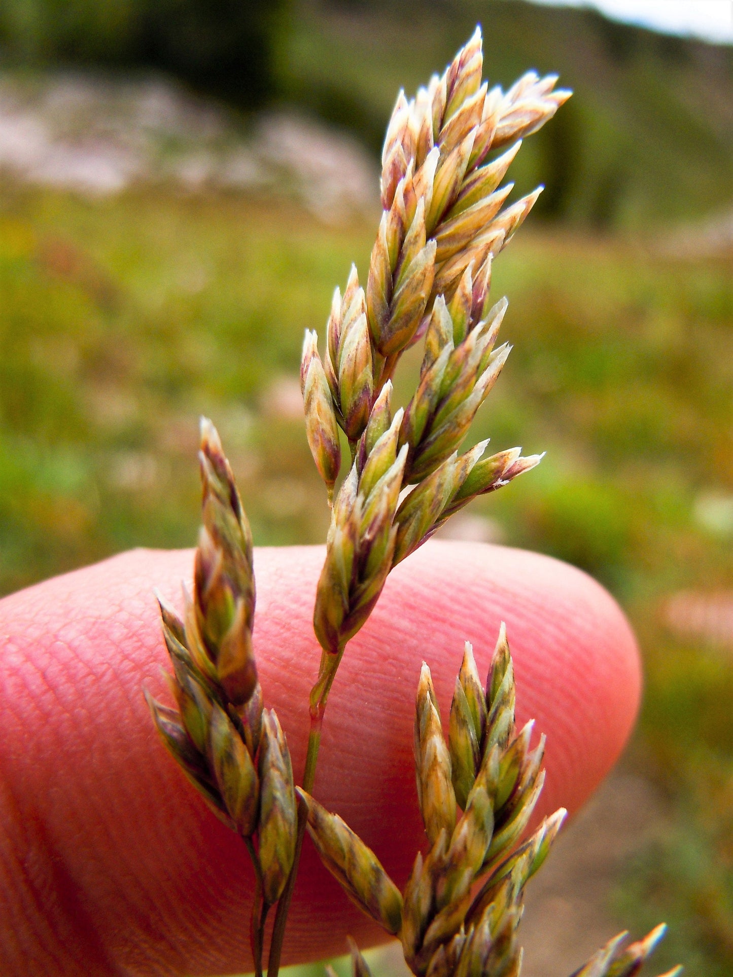 1 Pound BULK MUTTONGRASS Poa Fendleriana Eragrostis Mutton Grass Bluegrass Native Seeds - 1 Lb - Approx 890,000 Seeds