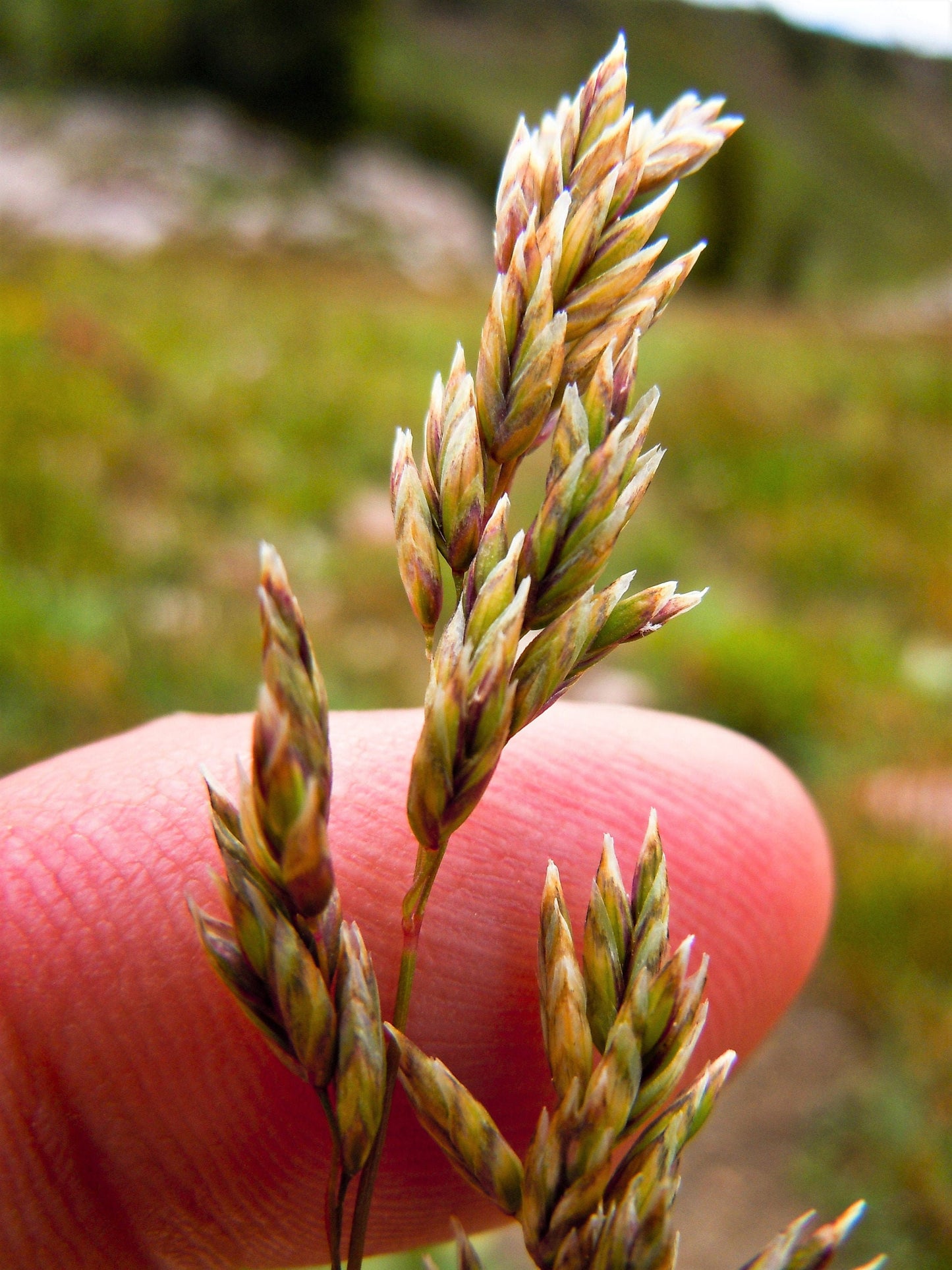 500 MUTTONGRASS Poa Fendleriana Eragrostis Mutton Grass Bluegrass Native Seeds