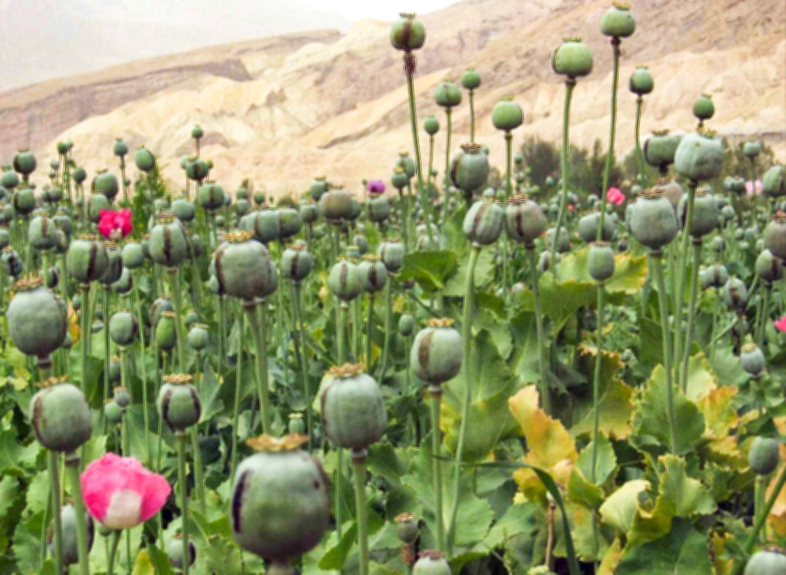 PoppyQueen 10,000 Mixed Poppy Seeds – Afghan, Turkish, Taz Papaver Somniferum, Homegrown In USA