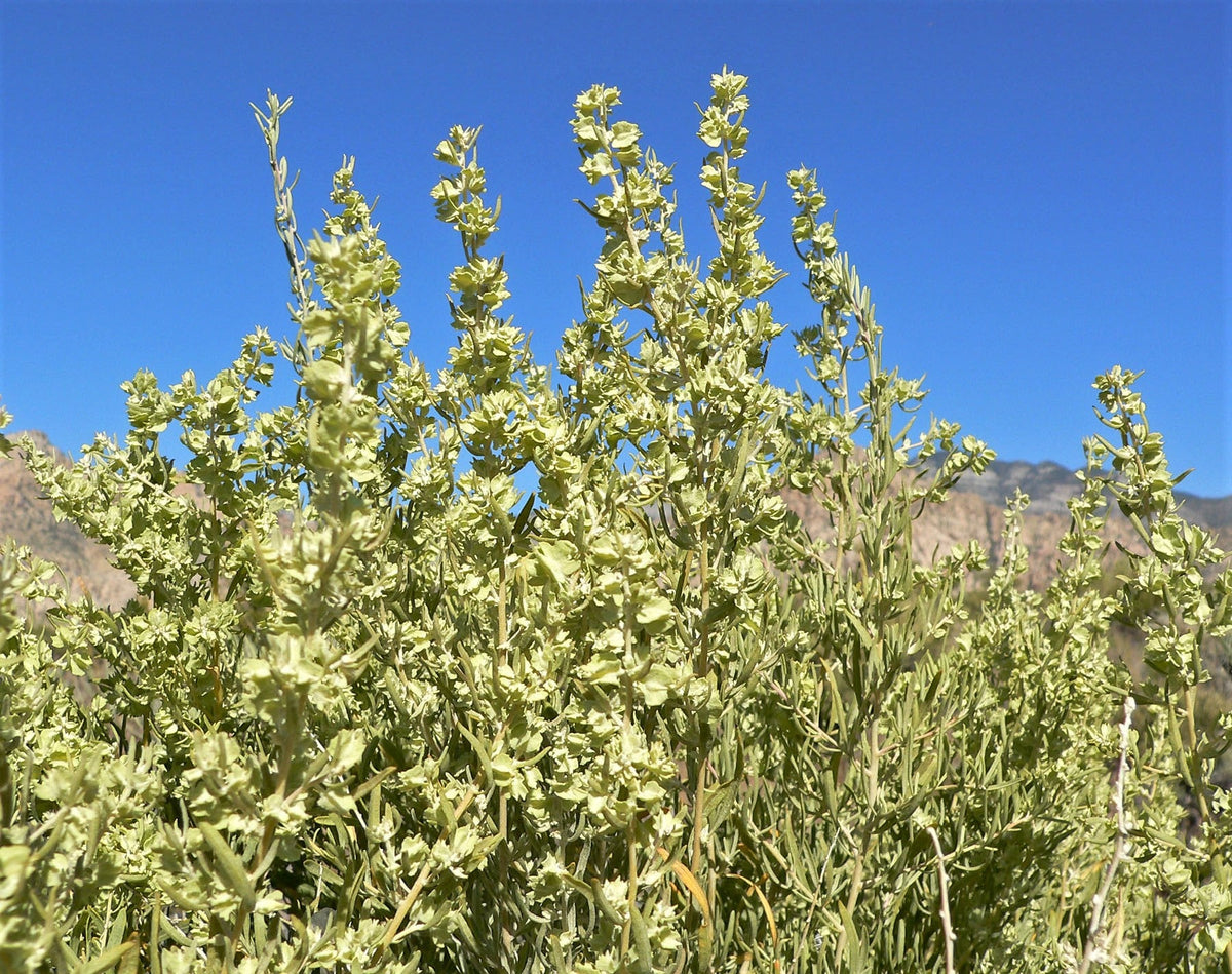 Antriplex 100 FOURWING SALTBRUSH Atriplex Canescens Gray Sage Brush Chamiso Dese ...