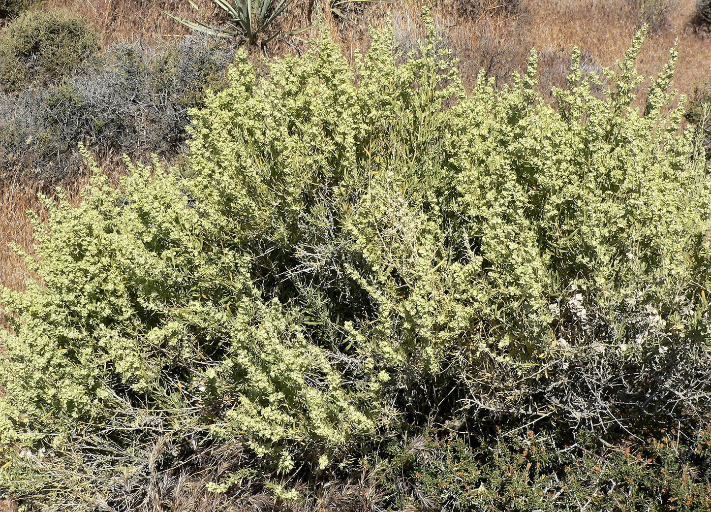 100 FOURWING SALTBRUSH Atriplex Canescens Gray Sage Brush Chamiso Desert Shrub Seeds