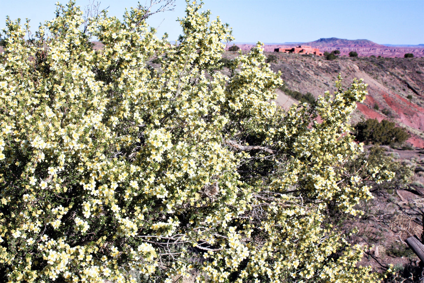 40 STANSBURY CLIFFROSE Purshia Stansburiana Cliff Rose Native Desert Shrub White & Yellow Flower Seeds