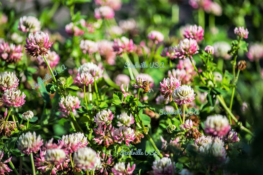 1500 ALSIKE CLOVER Trifolium Hybridum Pink & White Flower Legume Seeds