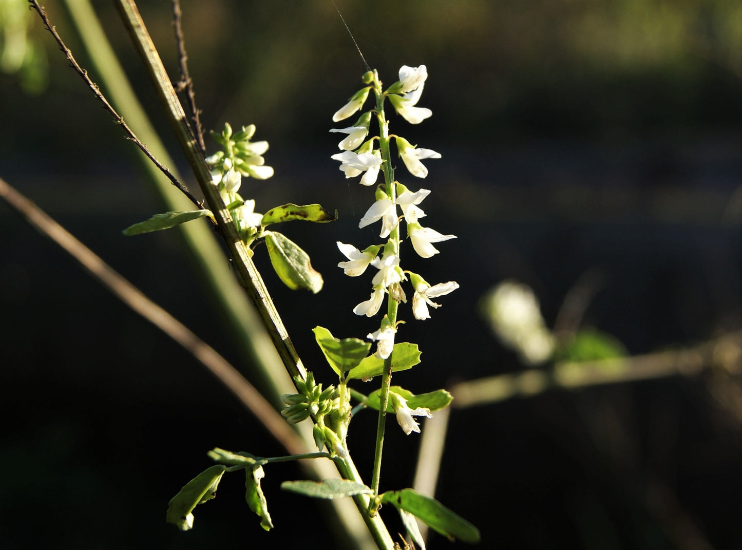 1500 WHITE Blossom SWEET CLOVER Melilotus Officinalis Alba Albus Sweetclover Honey Clover Flower Seeds