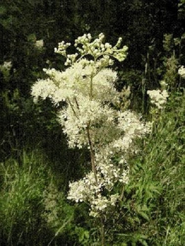 20 QUEEN of the MEADOW Filipendula Ulmaria Meadowsweet Native Prairie Fragrant White Flower Seeds
