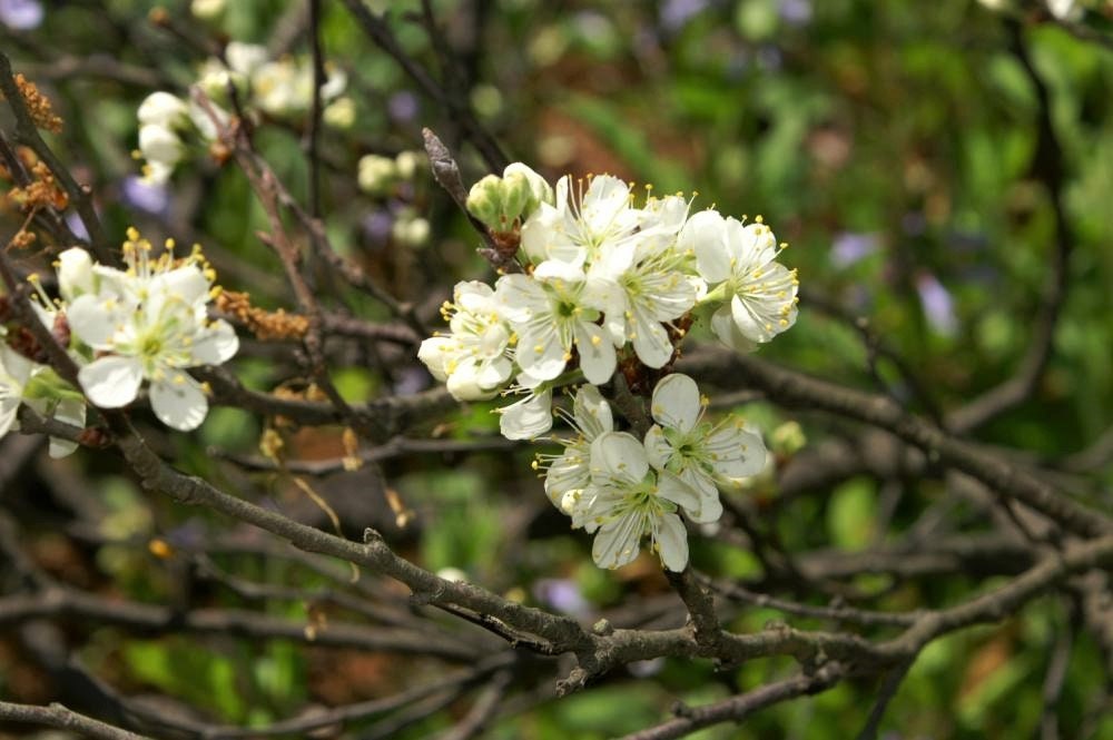 5 BEACH PLUM Prunus Maritima Native Edible Fruit Shrub Bush White Flower Seeds