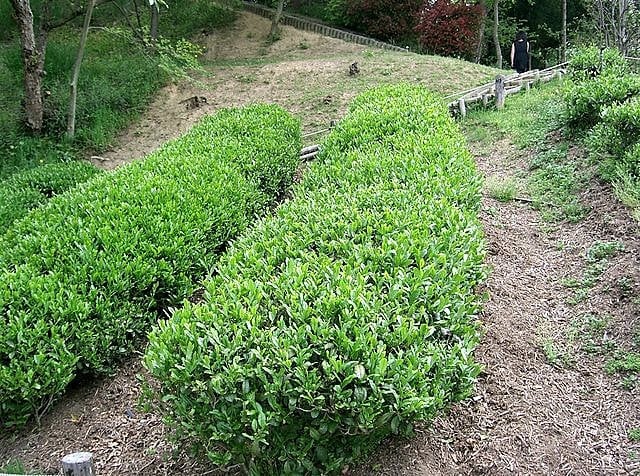 1 Lb Bulk TEA PLANT Black & Green Drinking Tea Camellia Sinensis Tree Shrub Herb Flower - Approx 385 Seeds
