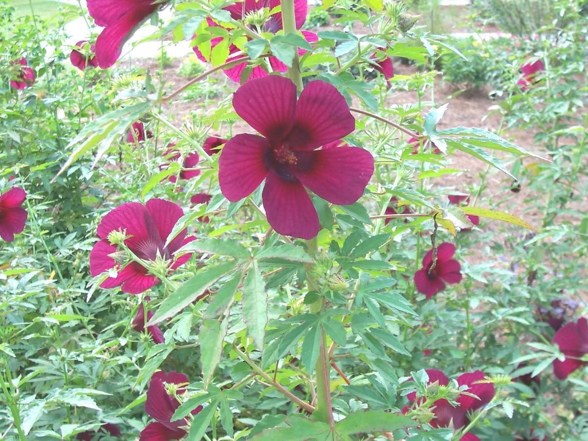 10 KENAF HIBISCUS Cannabinus Indian Hemp Red Flower Seeds