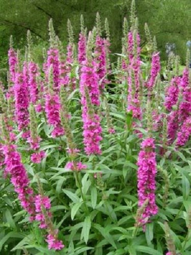 1000 PINK WINGED LOOSESTRIFE Lythrum Alatum Flower Seeds