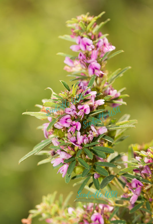 100 SLENDER BUSH CLOVER Lespedeza Virginica Bushclover Native Shrub Pink Purple Flower Legume Seeds