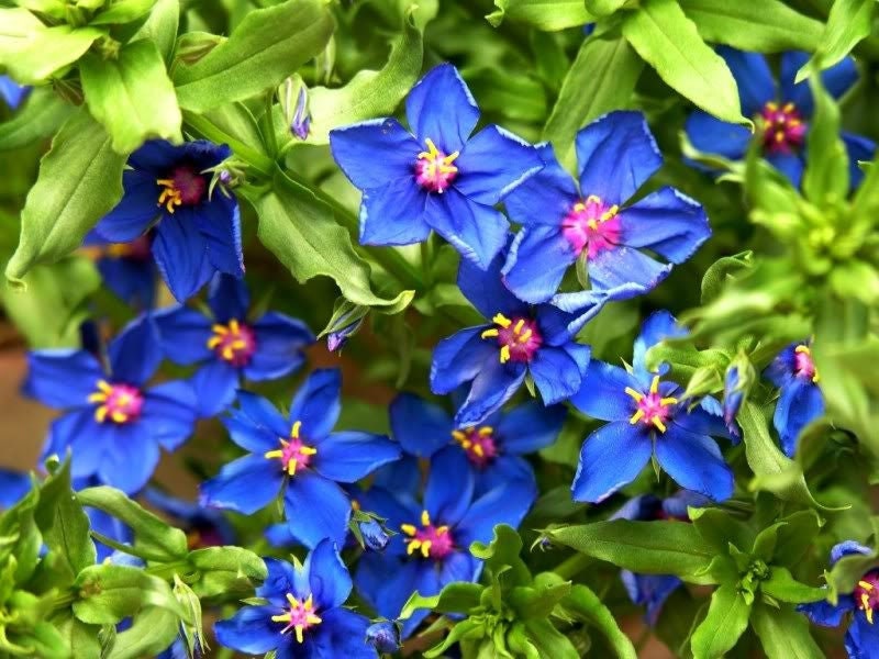 100 BLUE & SCARLET PIMPERNEL Anagallis Monellii Anagallis Arvensis Flower Seeds