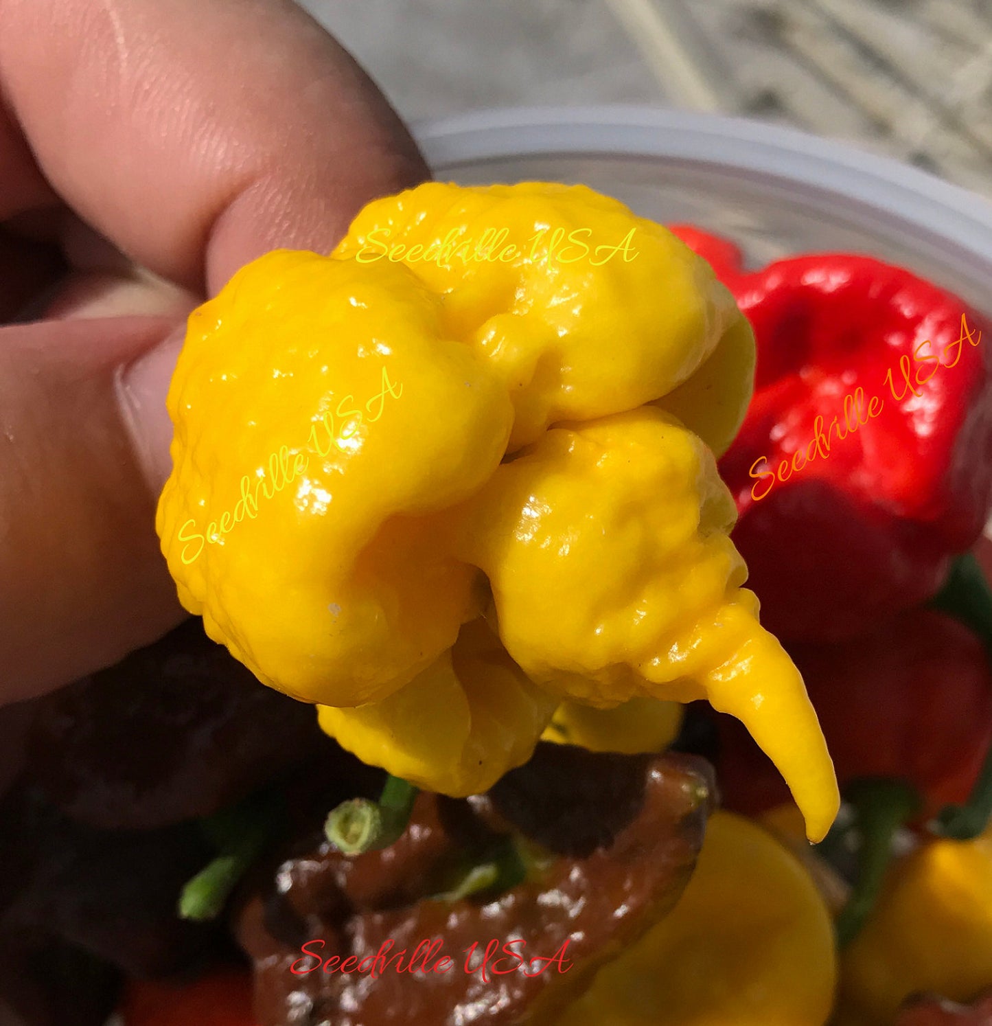 10 Yellow CAROLINA REAPER PEPPER World's Hottest Capsicum Chinense Hot Chili Vegetable Seeds
