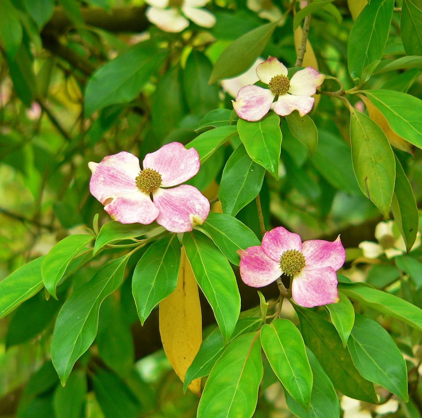 5 PINK DOGWOOD Tree Cornus Capitata Angustata Kousa Ornamental Flowering Tree Seeds