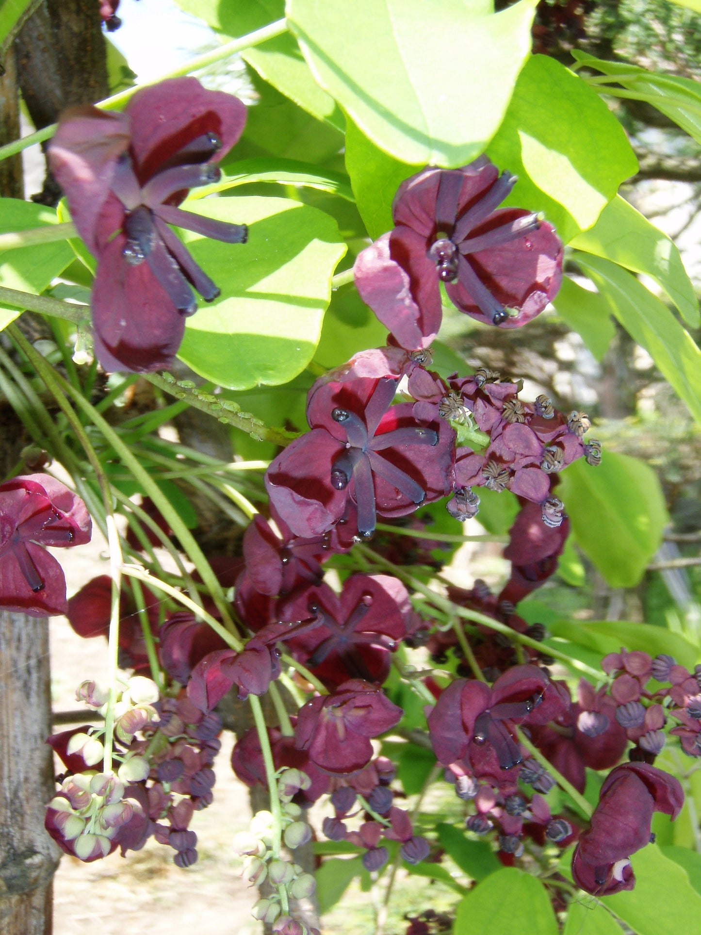 100 - 1000 Bulk CHOCOLATE VINE Edible Fruit Akebia Quinata Fragrant Flower Seeds