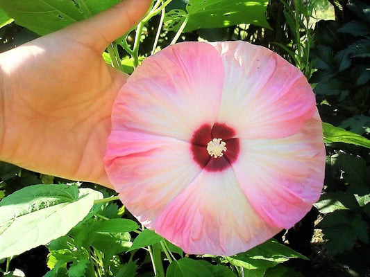 10 Luna PINK SWIRL Hardy HIBISCUS Flower Seeds