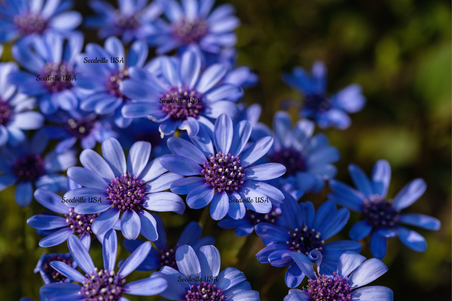 50 BLUE FELICIA DAISY 'The Blues' Heterophylla Kingfisher Flower Seeds