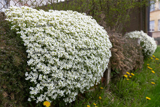 800 WHITE ALPINE ROCKCRESS Aubrieta Rock Cress Arabis Alpina Flower Seeds