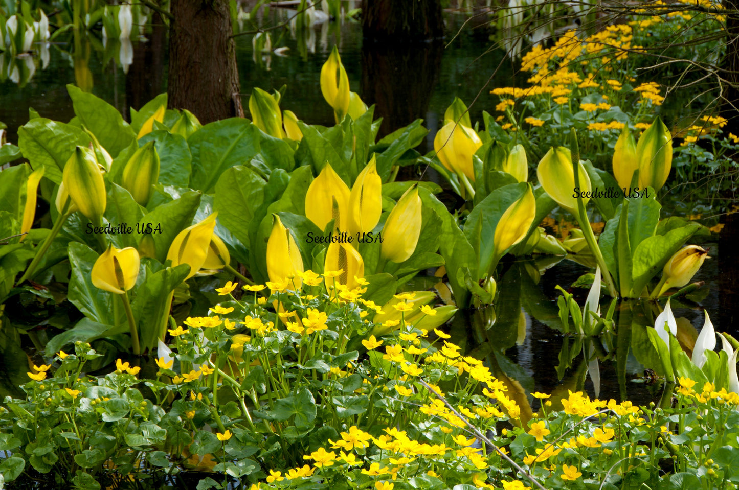 10 Yellow SWAMP LANTERN Moist Lysichiton Americanus Skunk Cabbage Flower Seeds