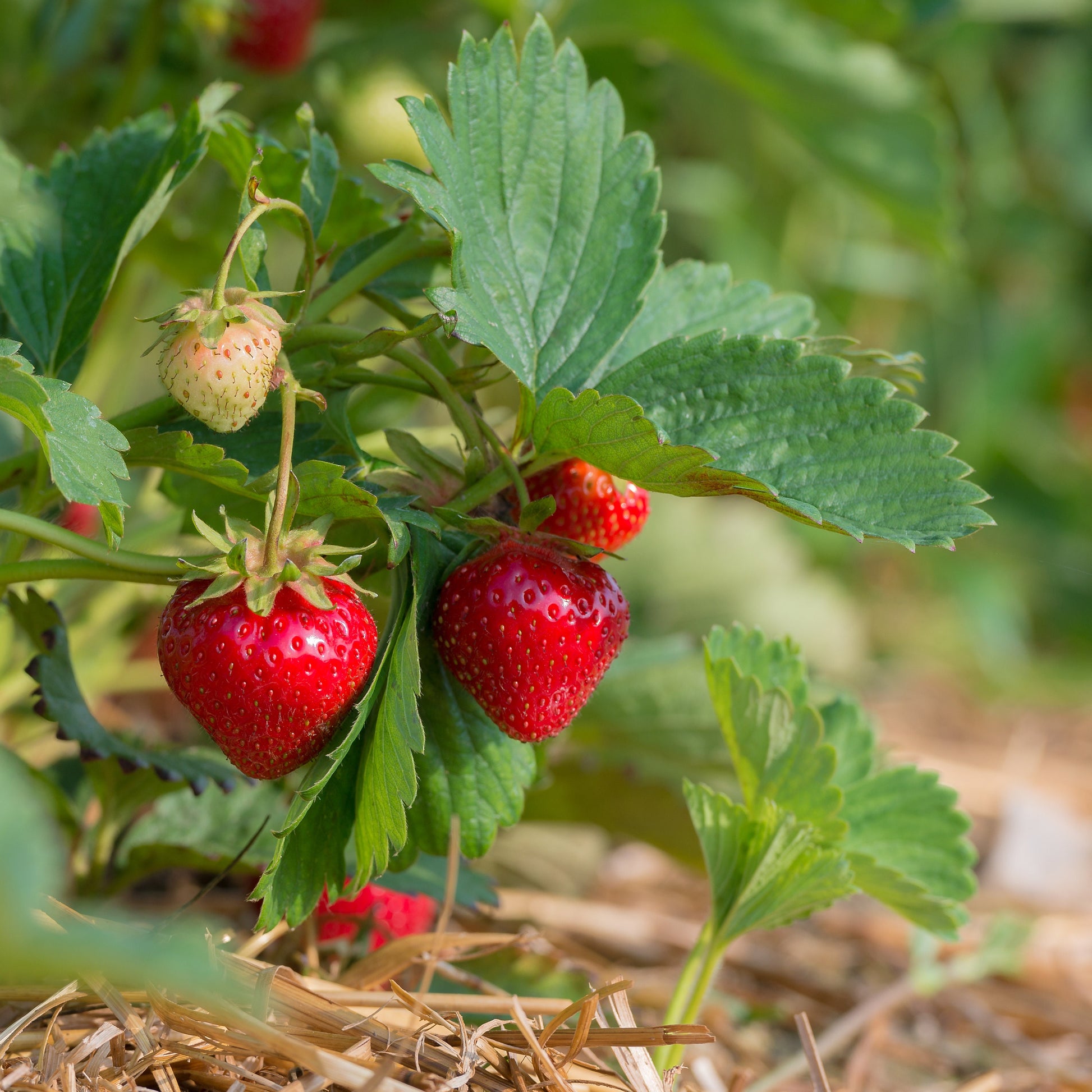 festival strawberry seeds 100 ALPINE STRAWBERRY Fragaria Vesca Red Fruit White Flower Seeds