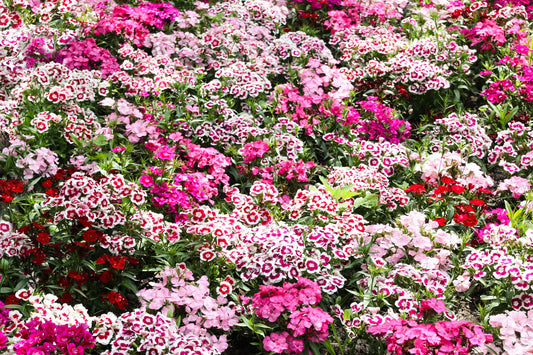 500 MIXED Colors SWEET WILLIAM Dianthus Barbatus Color Mix Red White Pink Bicolor Flower Seeds